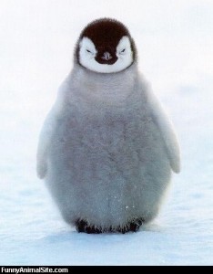 Fat_Fuzzy_Penguin_medium